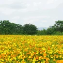 西樵山西门牌坊 - 佛山市旅游 缩略图 7