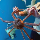 蟹仙画苑Crab&Painting(国贸商城店) - 北京市旅游 缩略图 9