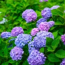 鹿野花塔 - 成都市旅游 缩略图 5