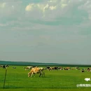 呼伦贝尔大草原 - 呼伦贝尔市旅游 缩略图 7