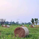 双龙田园农家小院 - 成都市旅游 缩略图 4