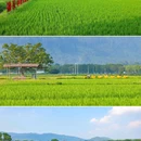 广州增城丝苗米稻田公园 - 广州市旅游 缩略图 1