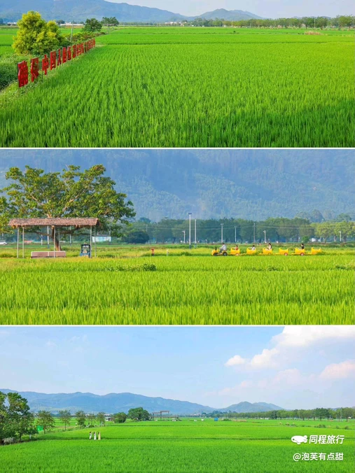 广州增城丝苗米稻田公园 - 广州市旅游