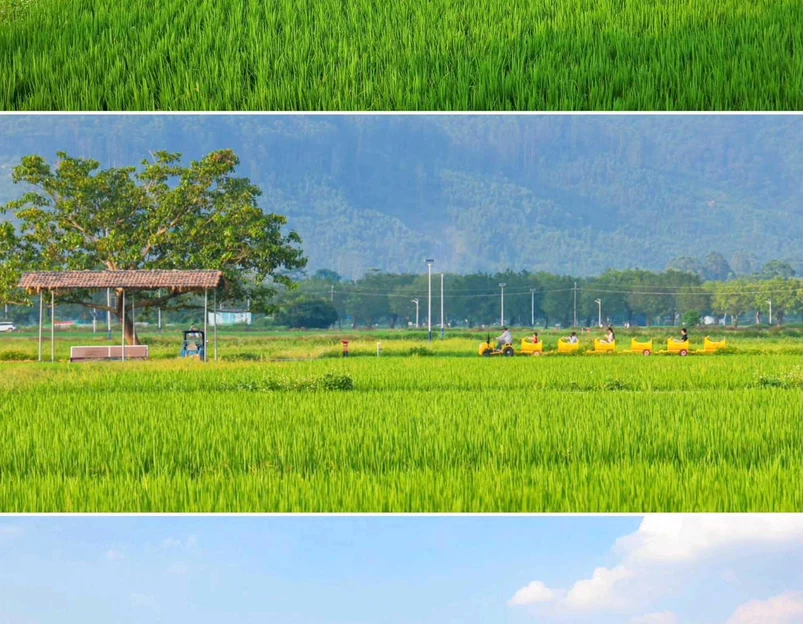 广州增城丝苗米稻田公园 - 广州市旅游 1