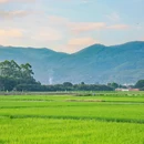 广州增城丝苗米稻田公园 - 广州市旅游 缩略图 5