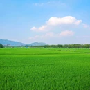 广州增城丝苗米稻田公园 - 广州市旅游 缩略图 4