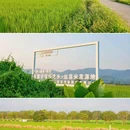 广州增城丝苗米稻田公园 - 广州市旅游 缩略图 7