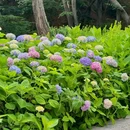 青岛中山公园 - 青岛市旅游 缩略图 4
