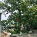 年轮公园·非岛民宿 - 舟山市旅游 缩略图 6