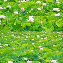 花田坝子 - 重庆市旅游 缩略图 3