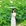 重庆市·花田坝子
