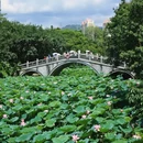 洪湖公园 - 深圳市旅游 缩略图 7