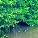 燕雀湖风景区 - 南京市旅游 缩略图 8