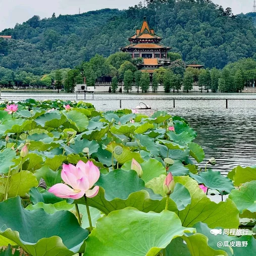 顺峰山公园 - 佛山市旅游