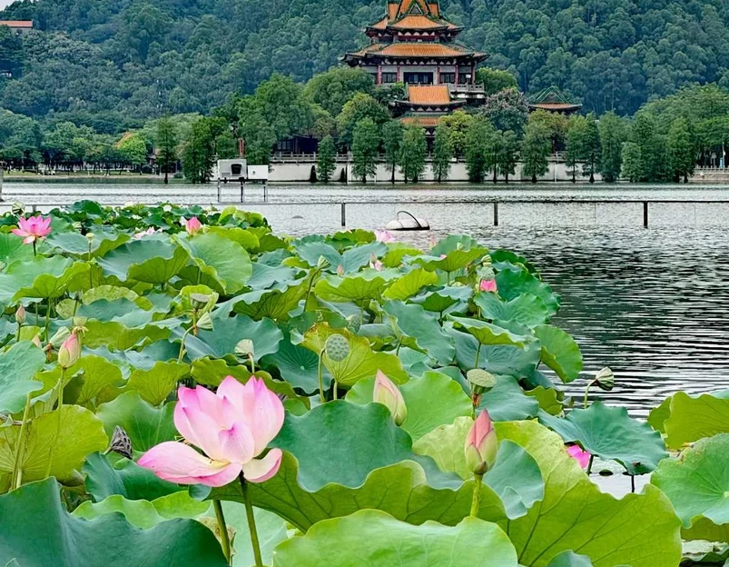 顺峰山公园 - 佛山市旅游 1