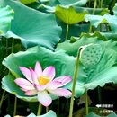 顺峰山公园 - 佛山市旅游 缩略图 4