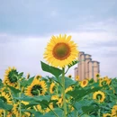 梅冲湖湖畔公园 - 合肥市旅游 缩略图 4