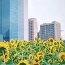 梅冲湖湖畔公园 - 合肥市旅游 缩略图 5