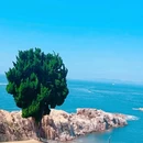 那琴半岛地质海洋公园 - 江门市旅游 缩略图 3