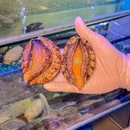 鲍火鲍鱼鸡海鲜火锅 - 深圳市旅游 缩略图 6