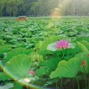 圆明园遗址公园 - 北京市旅游 缩略图 4