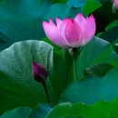 王莽千亩荷花 - 西安市旅游 缩略图 9