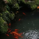 杭州花港观鱼 - 杭州市旅游 缩略图 2