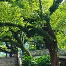 中山公园 - 佛山市旅游 缩略图 2