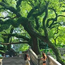 中山公园 - 佛山市旅游 缩略图 1