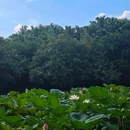 中山公园 - 佛山市旅游 缩略图 6