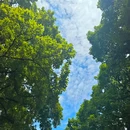 中山公园 - 佛山市旅游 缩略图 9