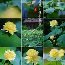 莲花山旅游区-西门 - 广州市旅游 缩略图 1