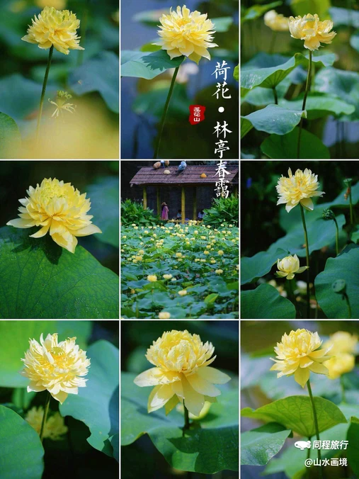 莲花山旅游区-西门 - 广州市旅游