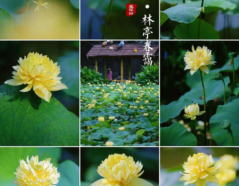 莲花山旅游区-西门 - 广州市旅游 1