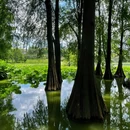 洪湖公园(文锦北路)-芙蓉桥 - 深圳市旅游 缩略图 5