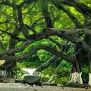 东莞人民公园 - 东莞市旅游 缩略图 1