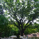 东莞人民公园 - 东莞市旅游 缩略图 5