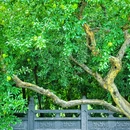 清风阁 - 合肥市旅游 缩略图 5