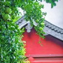 清风阁 - 合肥市旅游 缩略图 7