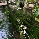 云南丰泽园植物园 - 昆明市旅游 缩略图 4