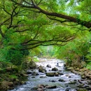 石门国家森林公园 - 广州市旅游 缩略图 7