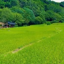 金坑绿谷 - 广州市旅游 缩略图 8