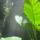 厦门园林植物园 - 厦门市旅游 缩略图 7