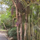 厦门园林植物园 - 厦门市旅游 缩略图 9