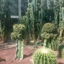 厦门园林植物园 - 厦门市旅游 缩略图 8