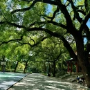 中山公园 - 佛山市旅游 缩略图 5