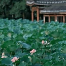龙头寺 - 重庆市旅游 缩略图 9