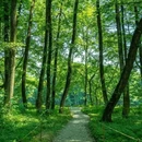 西溪南景区 - 黄山市旅游 缩略图 9