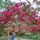 成都龙潭水乡 - 成都市旅游 缩略图 1