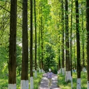 成都香格里拉 - 成都市旅游 缩略图 3